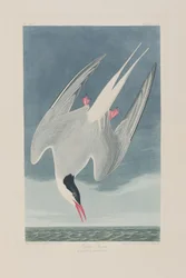 Illustrazione da 