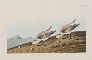 Illustrazione da 