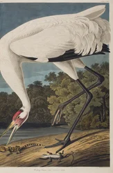 Illustrazione da 
