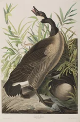 Illustrazione da 