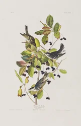 Illustrazione da 