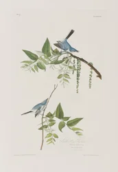 Illustrazione da 