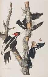 Illustrazione da 