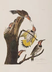Illustrazione da 