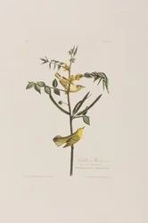Illustrazione da 