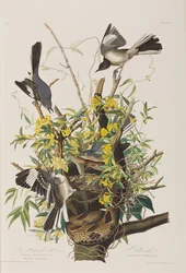 Illustrazione da 