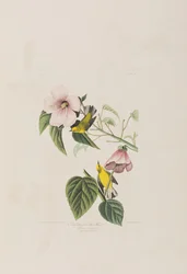 Illustrazione da 