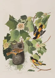 Illustrazione da 