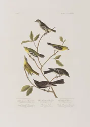 Illustrazione da 