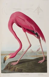 Illustrazione da 