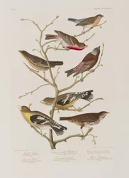 Illustrazione da 