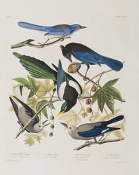 Illustrazione da 