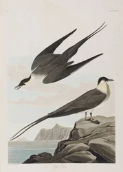 Illustrazione da 