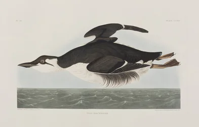 Illustrazione da 