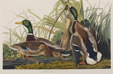 Illustrazione da 