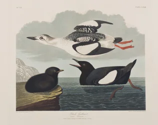 Illustrazione da 