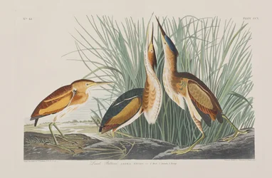 Illustrazione da 