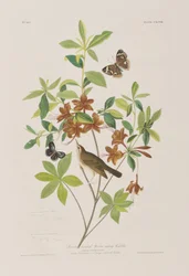 Illustrazione da 