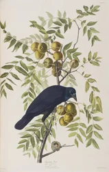 Illustrazione da 