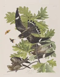 Illustrazione da 