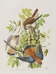 Illustrazione da 