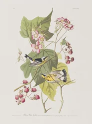 Illustrazione da 