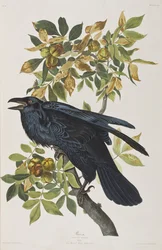Illustrazione da 
