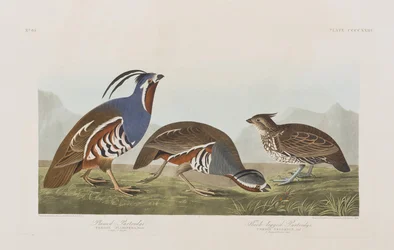 Illustrazione da 