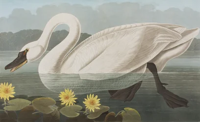Illustrazione da 