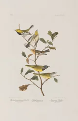 Illustrazione da 
