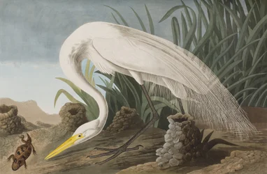 Illustrazione da 