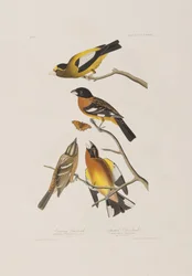 Illustrazione da 