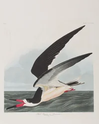 Illustrazione da 