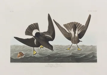 Illustrazione da 