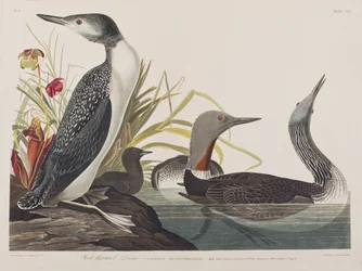 Illustrazione da 