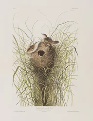 Illustrazione da 