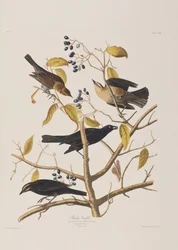 Illustrazione da 