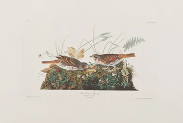 Illustrazione da 
