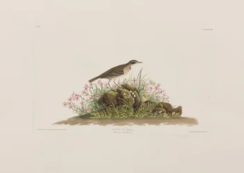 Illustrazione da 