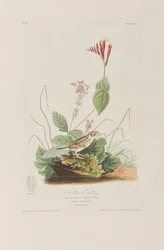 Illustrazione da 