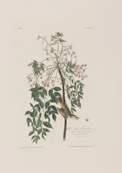 Illustrazione da 