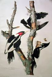 Picchio dal becco avorio, da 