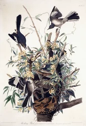 Uccello Beffardo (Turdus Polyglottus)