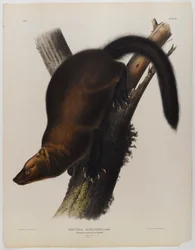 Martino pescatore