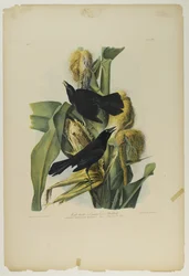 Grackle viola o merlo comune, stampato da Julien Bien e pubblicato da Roe Lockwood & Son, 1861
