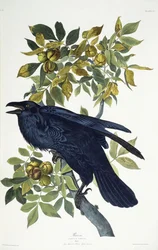 Corvo