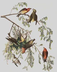 Crociere Comune, Loxia Curvirostra, da "Gli Uccelli d