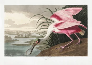Spatola rosata tratta da *Birds of America* (1827)