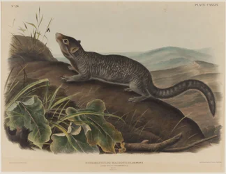Spermophilus Macrourus (scoiattolo dalla coda lunga)