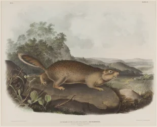 Spermophilus Parry (Scoiattolo di Parry)
